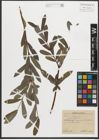 Foto von Salix purpurea L.